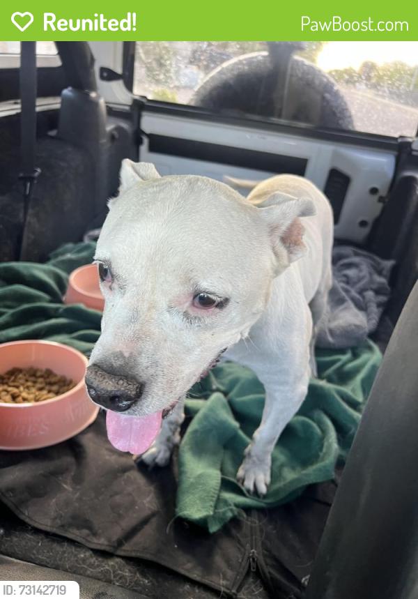 Reunited Female Dog last seen Baseline & S 19th Ave, Phoenix, AZ 85041