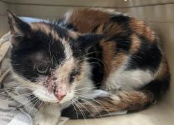 Shelter Stray Female Cat last seen Apt BSMT,454 MacDonough Street, BROOKLYN, NY, 11233, 3139 Veterans Rd W, Staten Island, NY 10309, USA