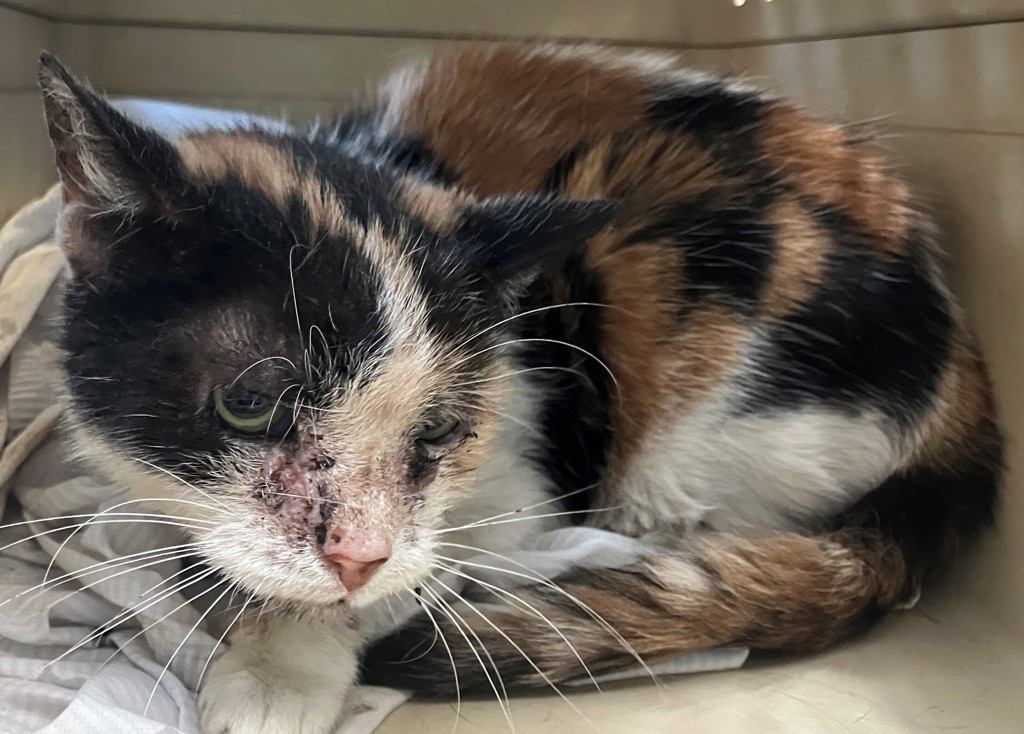 Shelter Stray Female Cat last seen Apt BSMT,454 MacDonough Street, BROOKLYN, NY, 11233, 3139 Veterans Rd W, Staten Island, NY 10309, USA