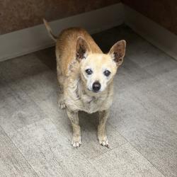Shelter Stray Male Dog last seen Palm Avenue, Imperial Beach, CA, 91932, 5500 Gaines St, San Diego, CA 92110, USA