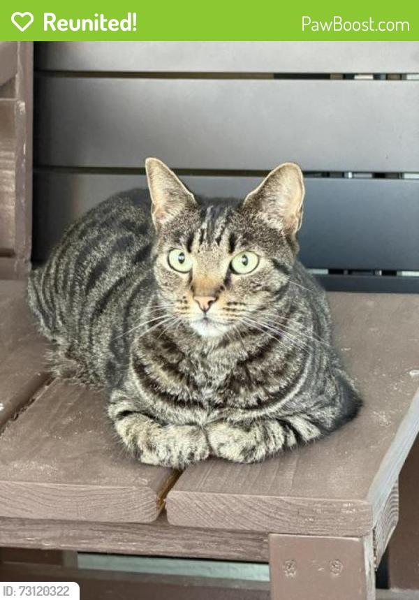 Reunited Unknown Cat last seen Plantation Landing Neighborhood Intersection of New Forest Drive and Ramsbury on Saltram Court, Wilmington, NC 28411