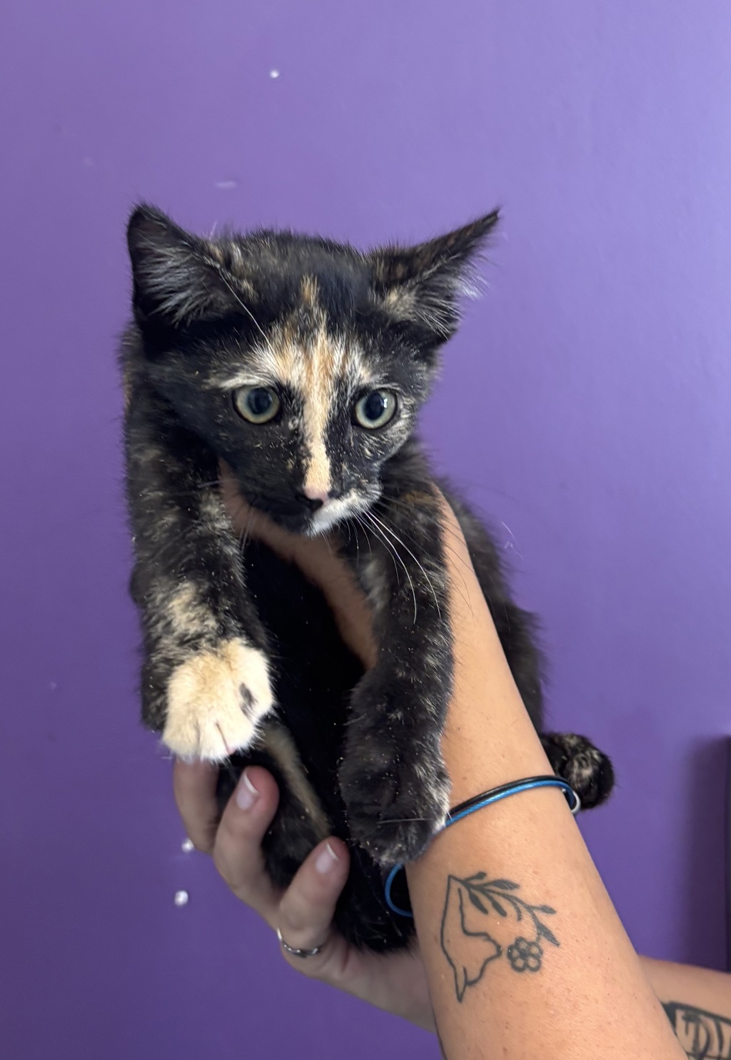 Shelter Stray Female Cat last seen Near W 4985 S, Kearns Township, UT, 84118, 511 W 3900 S, Salt Lake City, UT 84123, USA