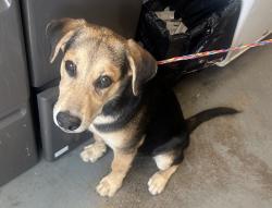 Shelter Stray Male Dog last seen Near S Eastlake Drive, MURRAY CITY, UT, 84107, 511 W 3900 S, Salt Lake City, UT 84123, USA
