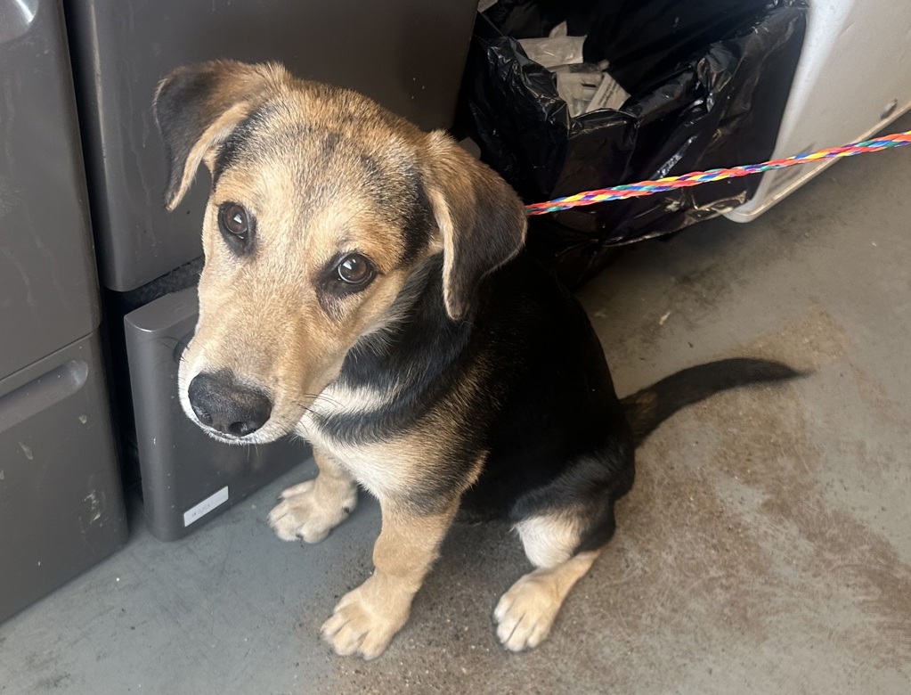 Shelter Stray Male Dog last seen Near S Eastlake Drive, MURRAY CITY, UT, 84107, 511 W 3900 S, Salt Lake City, UT 84123, USA
