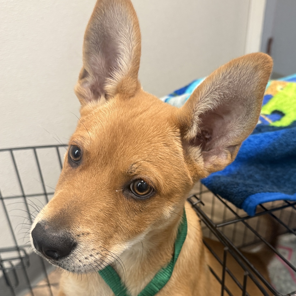 Shelter Stray Male Dog last seen Near Carlton Street, Santee, CA, 92071, 5500 Gaines St, San Diego, CA 92110, USA