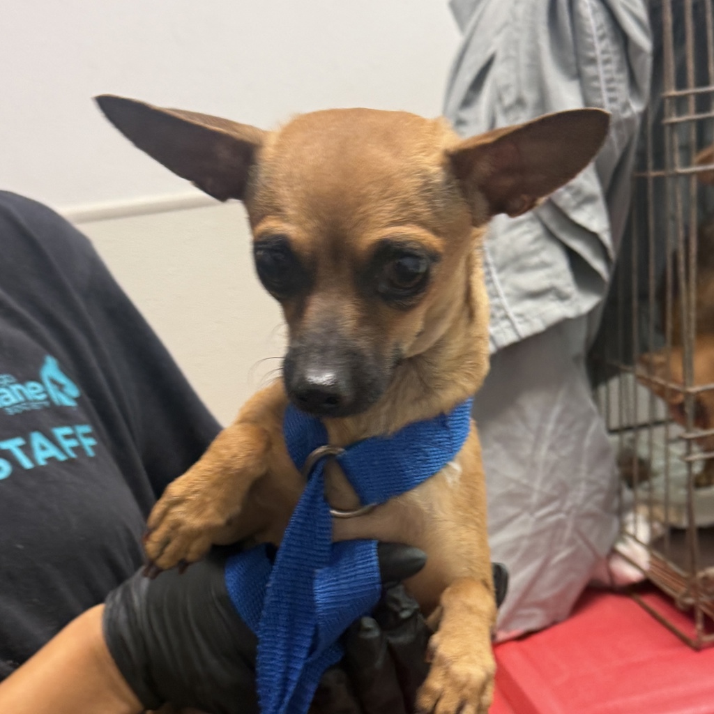 Shelter Stray Female Dog last seen Near Imperial Avenue, San Diego, CA, 92113, 5500 Gaines St, San Diego, CA 92110, USA
