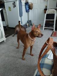 Found/Stray Female Dog last seen Poplar Street and Blues Crossing, Aberdeen, NC 28315