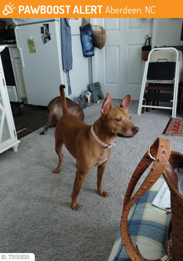 Found/Stray Female Dog last seen Poplar Street and Blues Crossing, Aberdeen, NC 28315