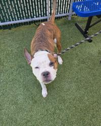 Shelter Stray Female Dog last seen Tillotson Ave & Baychester Ave, BRONX, NY, 10469, 326 E 110th St, New York, NY 10029, USA