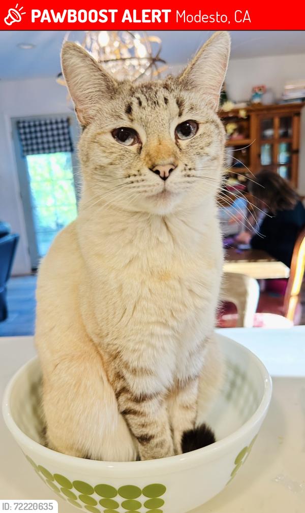 Lost Female Cat last seen Glenview court, Modesto, CA 95356