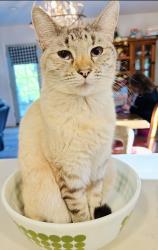 Lost Female Cat last seen Glenview court, Modesto, CA 95356