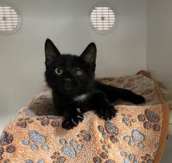 Shelter Stray Female Cat last seen Near Crestline Drive, Oceanside, CA, 92054, Oceanside, CA 92058, USA