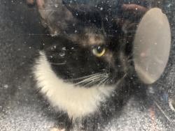 Shelter Stray Male Cat last seen Apt 3A,220 Madison Street, NEW YORK, NY, 10002, 326 E 110th St, New York, NY 10029, USA