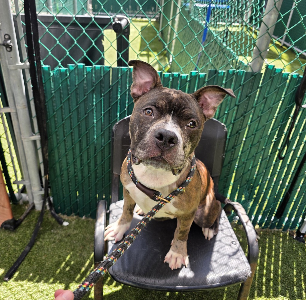 Shelter Stray Male Dog last seen Owner passed away., NEW YORK, NY, 10029, 326 E 110th St, New York, NY 10029, USA