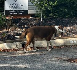 Found/Stray Unknown Dog last seen Huntress drive, Greer, SC 29651