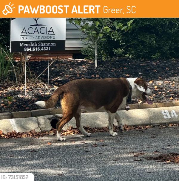 Found/Stray Unknown Dog last seen Huntress drive, Greer, SC 29651