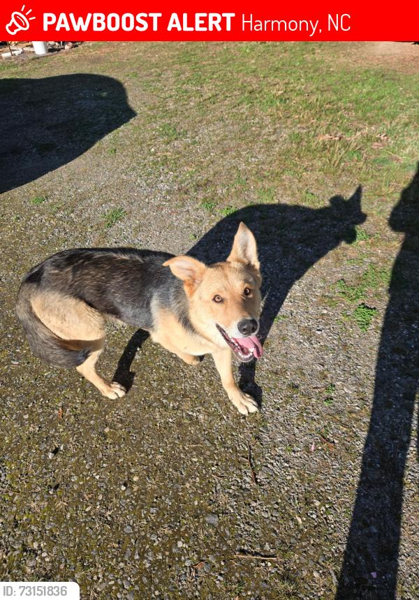 Lost Male Dog last seen Zion liberty, Harmony, NC 28634
