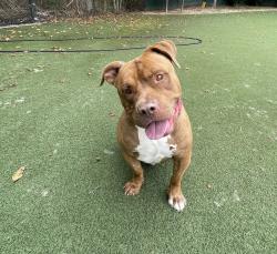 Shelter Stray Male Dog last seen Near Seascape Drive, Oceanside, CA, 92057, Oceanside, CA 92058, USA