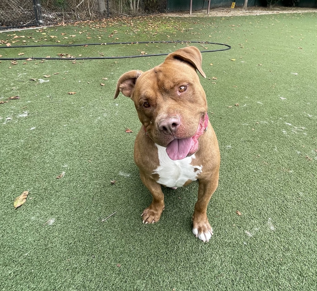 Shelter Stray Male Dog last seen Near Seascape Drive, Oceanside, CA, 92057, Oceanside, CA 92058, USA