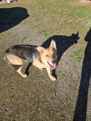 Lost Male Dog last seen Zion liberty, Harmony, NC 28634
