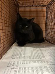 Shelter Stray Unknown Cat last seen Near Charro Drive, DEL VALLE, TX, 78617, 7201 Levander Loop bldg a, Austin, TX 78702, USA