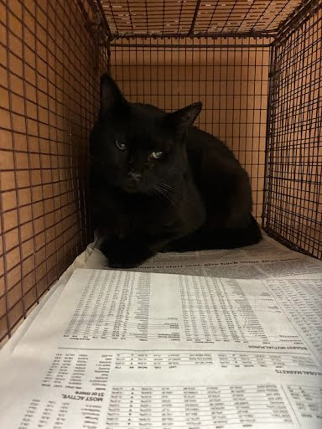 Shelter Stray Unknown Cat last seen Near Charro Drive, DEL VALLE, TX, 78617, 7201 Levander Loop bldg a, Austin, TX 78702, USA