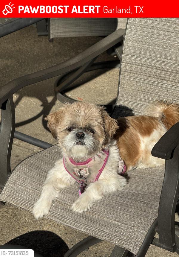 Lost Female Dog last seen Lyons road, Garland, TX 75043