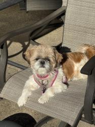 Lost Female Dog last seen Lyons road, Garland, TX 75043
