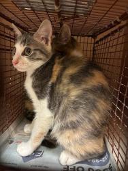 Shelter Stray Unknown Cat last seen Near Charro Drive, DEL VALLE, TX, 78617, 7201 Levander Loop bldg a, Austin, TX 78702, USA