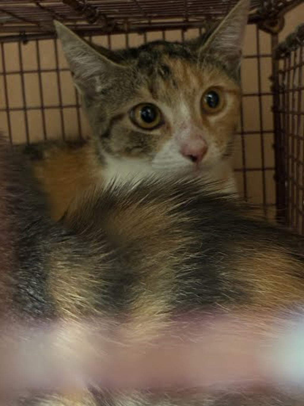 Shelter Stray Unknown Cat last seen Near Charro Drive, DEL VALLE, TX, 78617, 7201 Levander Loop bldg a, Austin, TX 78702, USA