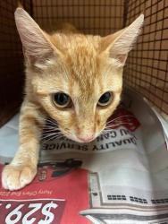 Shelter Stray Unknown Cat last seen Near Charro Drive, DEL VALLE, TX, 78617, 7201 Levander Loop bldg a, Austin, TX 78702, USA