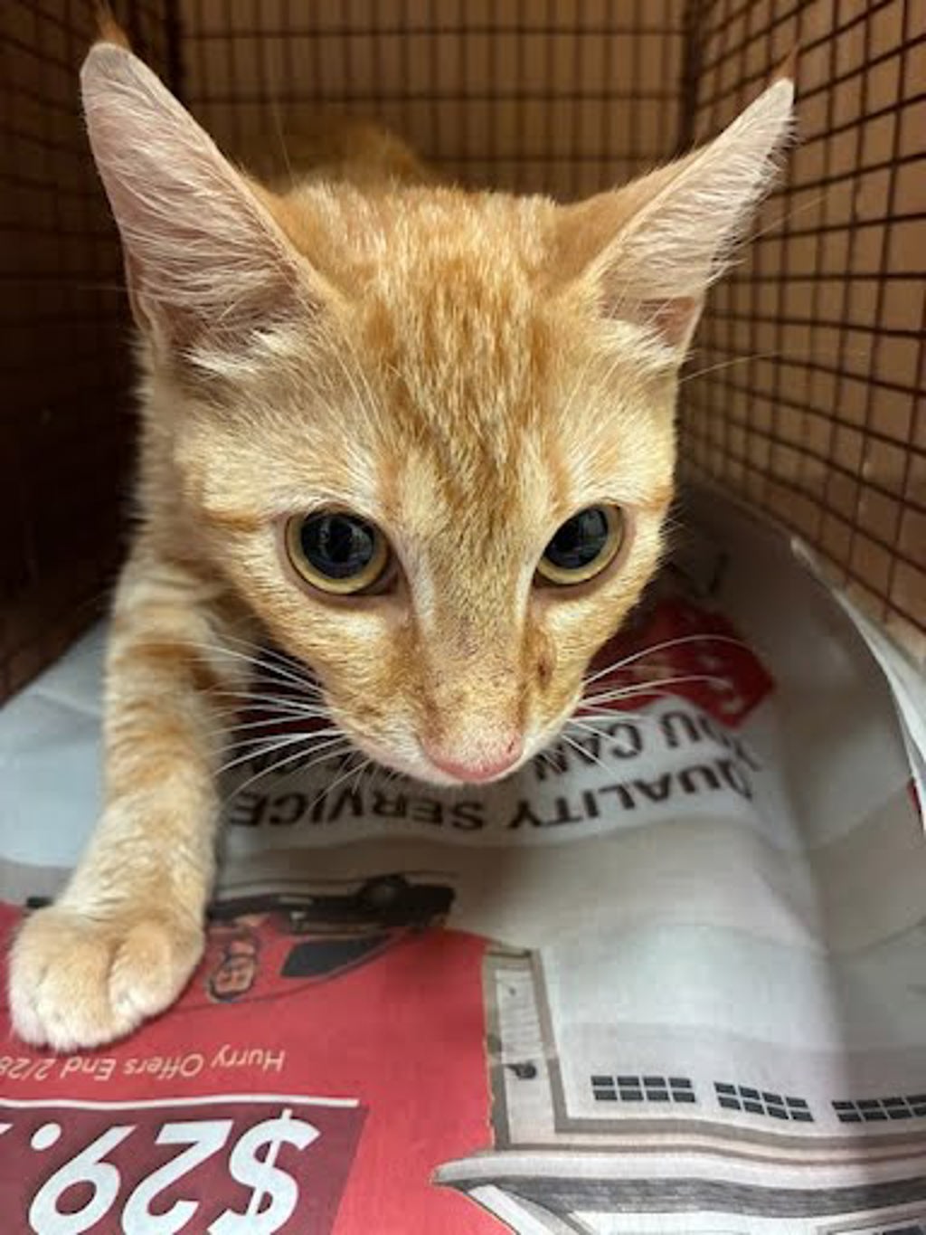 Shelter Stray Unknown Cat last seen Near Charro Drive, DEL VALLE, TX, 78617, 7201 Levander Loop bldg a, Austin, TX 78702, USA