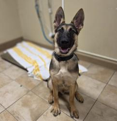 Shelter Stray Male Dog last seen TROUTDALE, OR, 97060, 1700 W Historic Columbia River Hwy, Troutdale, OR 97060, USA