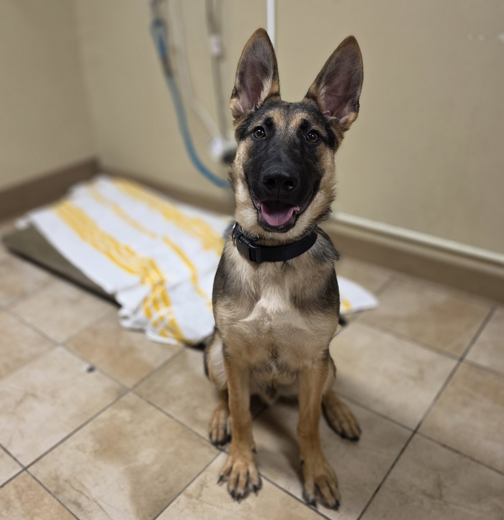 Shelter Stray Male Dog last seen TROUTDALE, OR, 97060, 1700 W Historic Columbia River Hwy, Troutdale, OR 97060, USA