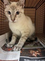 Shelter Stray Unknown Cat last seen Near Charro Drive, DEL VALLE, TX, 78617, 7201 Levander Loop bldg a, Austin, TX 78702, USA
