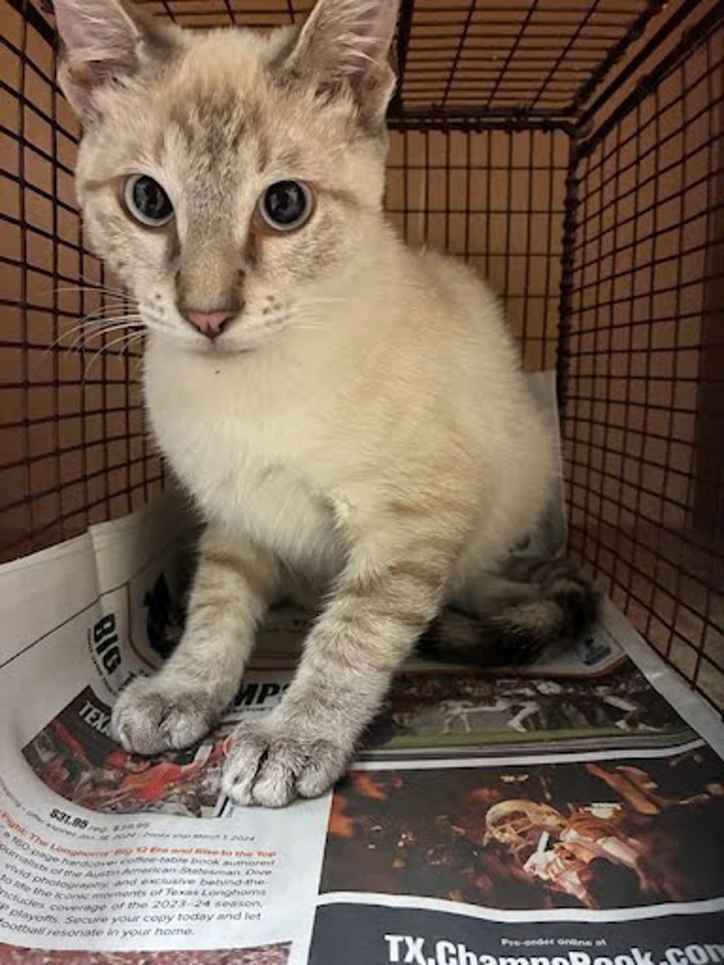 Shelter Stray Unknown Cat last seen Near Charro Drive, DEL VALLE, TX, 78617, 7201 Levander Loop bldg a, Austin, TX 78702, USA