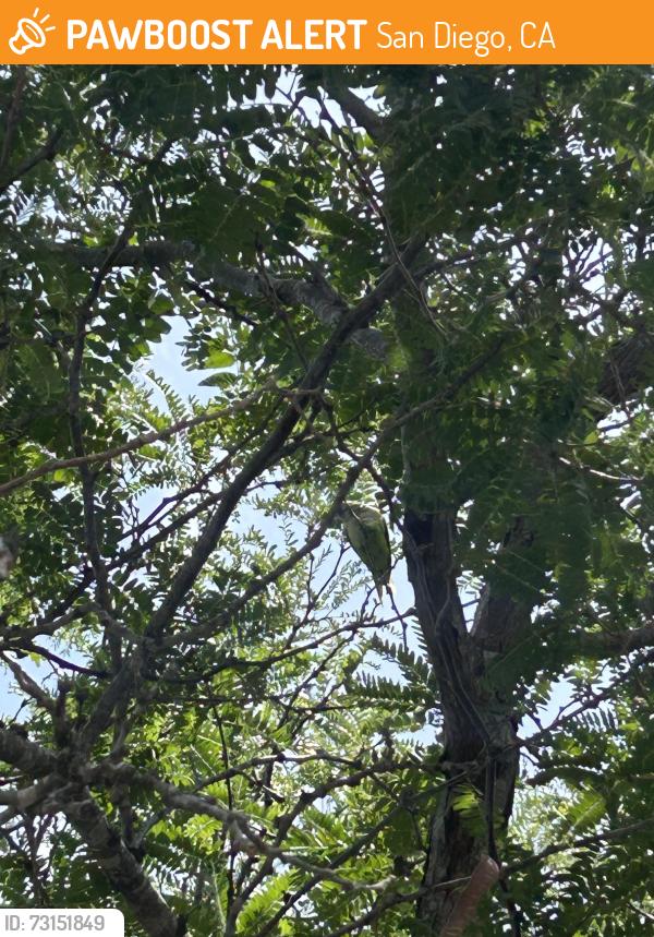 Found/Stray Unknown Bird last seen Near 51st St San Diego, CA 92120 United States, San Diego, CA 92120