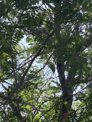 Found/Stray Unknown Bird last seen Near 51st St San Diego, CA 92120 United States, San Diego, CA 92120