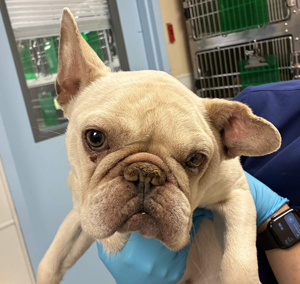 Shelter Stray Female Dog last seen NE 181st and NE Glisan, PORTLAND, OR, 97230, 1700 W Historic Columbia River Hwy, Troutdale, OR 97060, USA