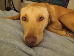 Reunited Female Dog last seen Seward Park Ave S., Seattle, WA 98118