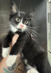 Shelter Stray Male Cat last seen River Road, South Chesterfield, VA, 23803, 9300 Public Works Rd, Chesterfield, VA 23832, USA