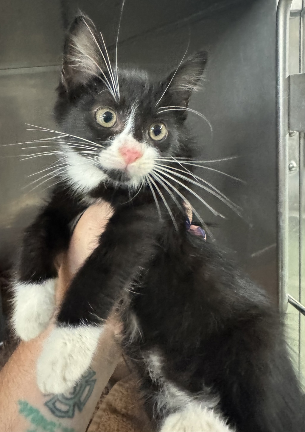 Shelter Stray Male Cat last seen River Road, South Chesterfield, VA, 23803, 9300 Public Works Rd, Chesterfield, VA 23832, USA