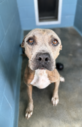 Shelter Stray Female Dog last seen Near Jones Road, DUSON, LA, 70529, 410 Dugas Rd, Lafayette, LA 70507, USA