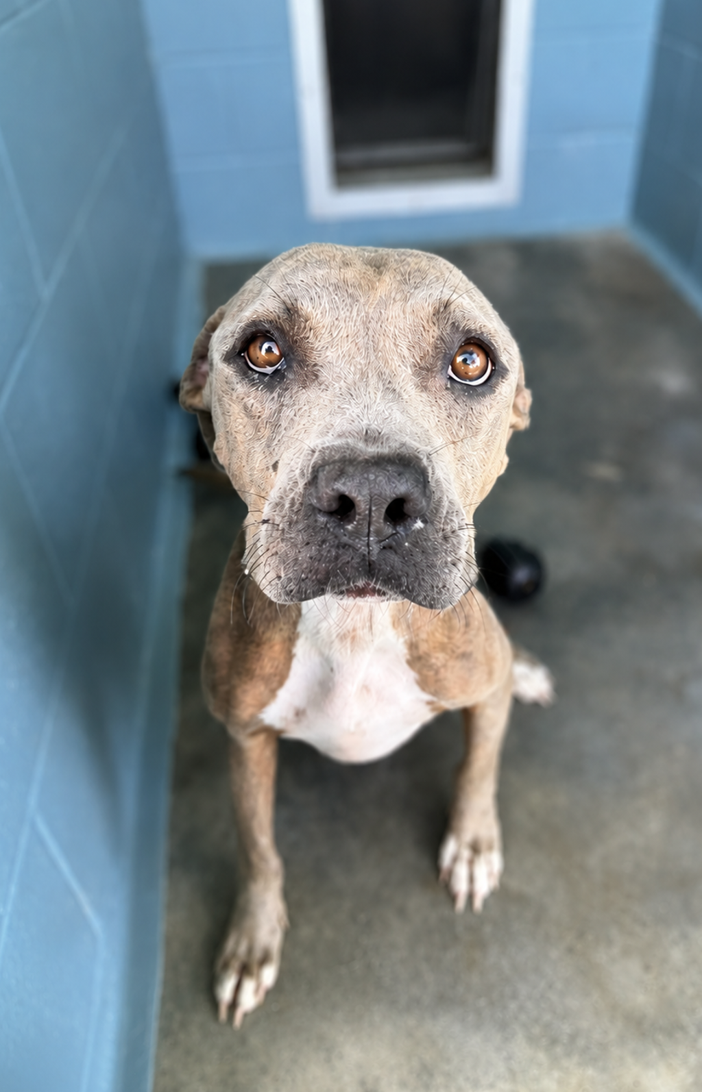 Shelter Stray Female Dog last seen Near Jones Road, DUSON, LA, 70529, 410 Dugas Rd, Lafayette, LA 70507, USA