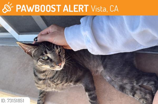 Found/Stray Female Cat last seen Brengle terrace park, Vista, CA 92083