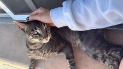Found/Stray Female Cat last seen Brengle terrace park, Vista, CA 92083