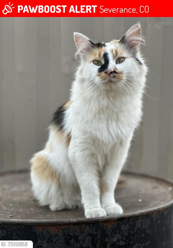 Lost Female Cat last seen Near and 76 1/2, Severance, CO 80546