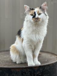 Lost Female Cat last seen Near and 76 1/2, Severance, CO 80546