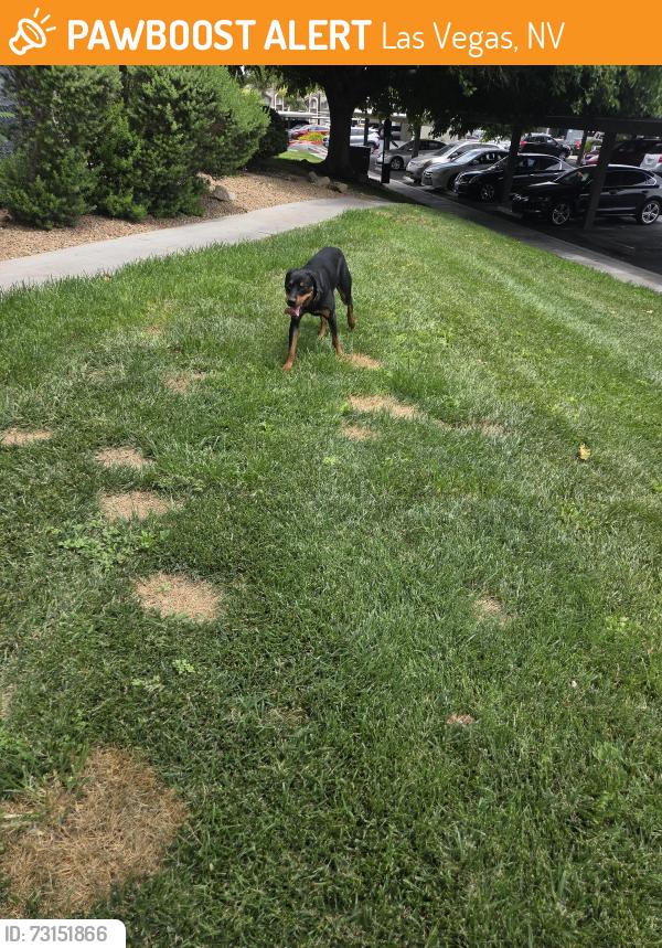 Found/Stray Female Dog last seen Sahara and durango, Las Vegas, NV 89117