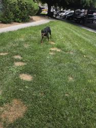 Found/Stray Female Dog last seen Sahara and durango, Las Vegas, NV 89117